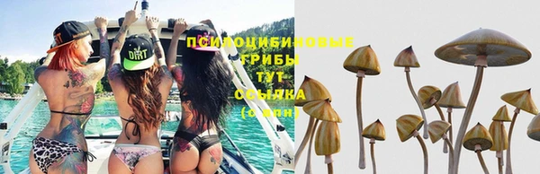 бошки Белокуриха